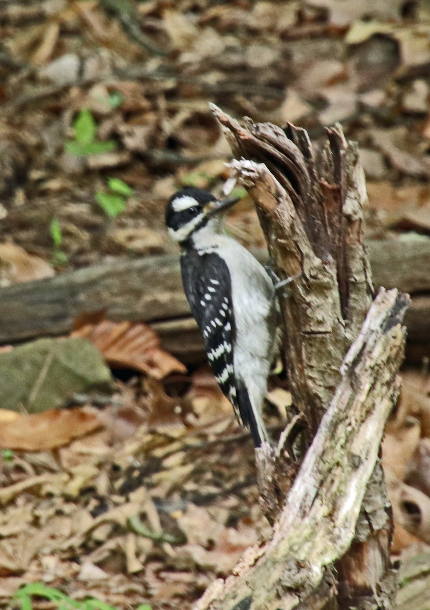 Hairy Woodpecker - ML638285327