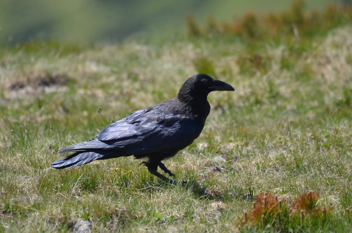 Common Raven - ML638285328