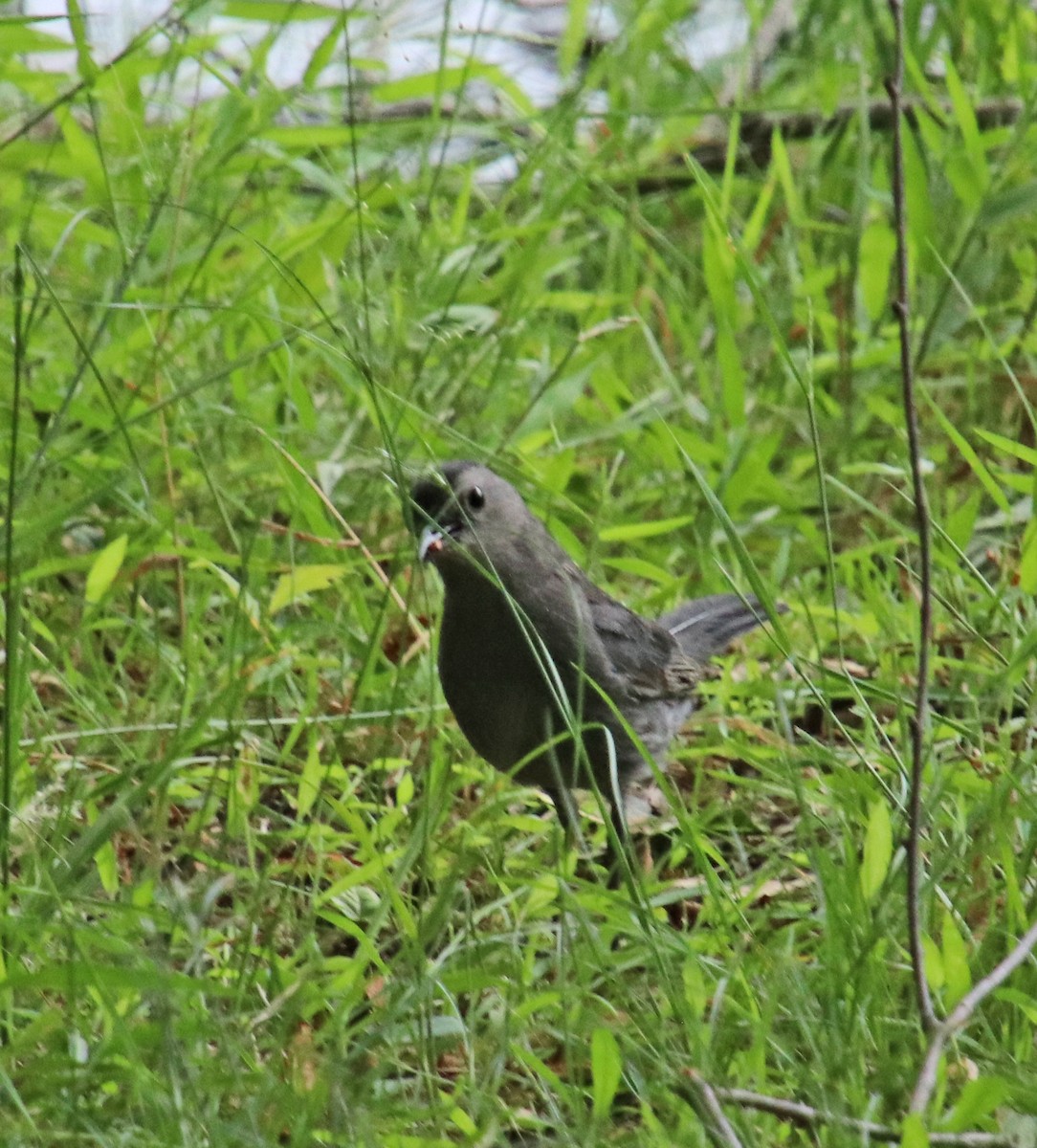 Gray Catbird - ML638285332