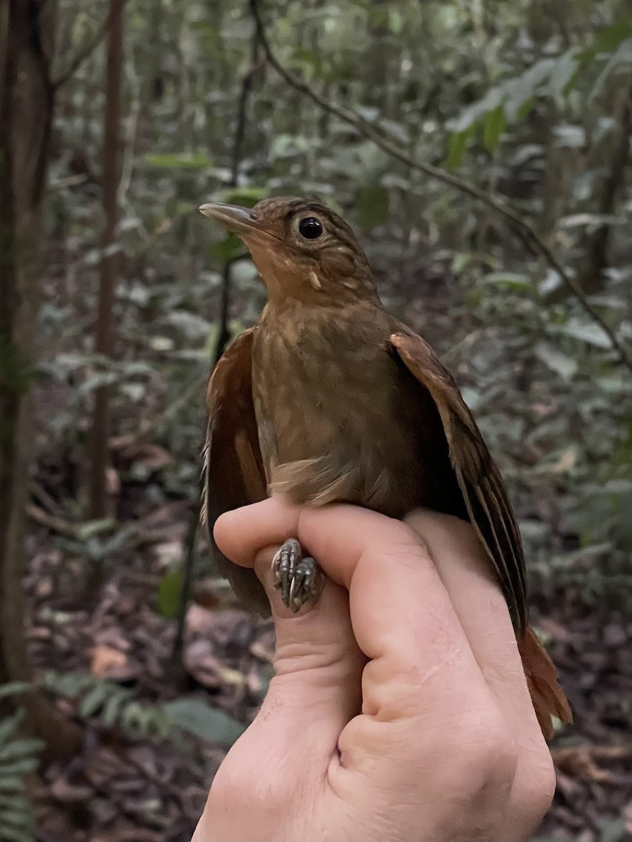 Ochre-throated Foliage-gleaner - ML638285333