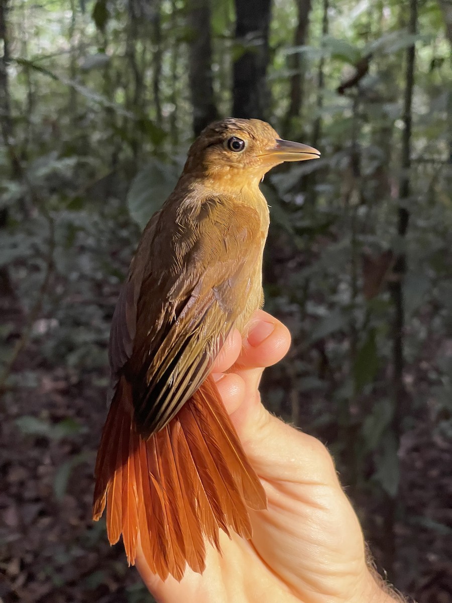 Ochre-throated Foliage-gleaner - ML638285334