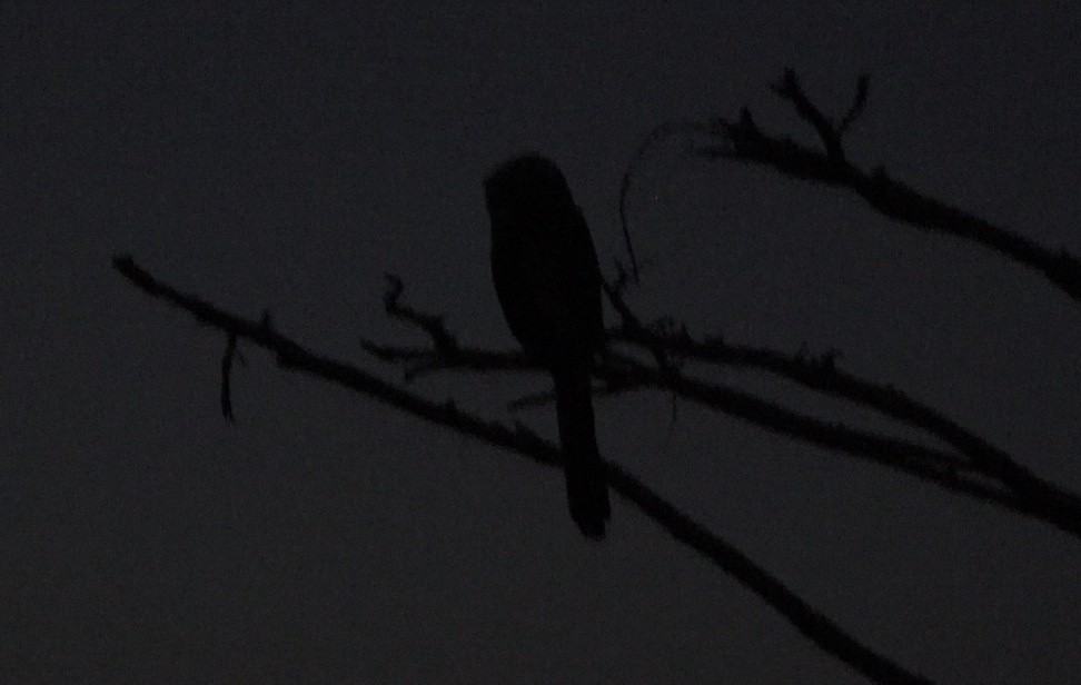 Anhinga - ML638285341