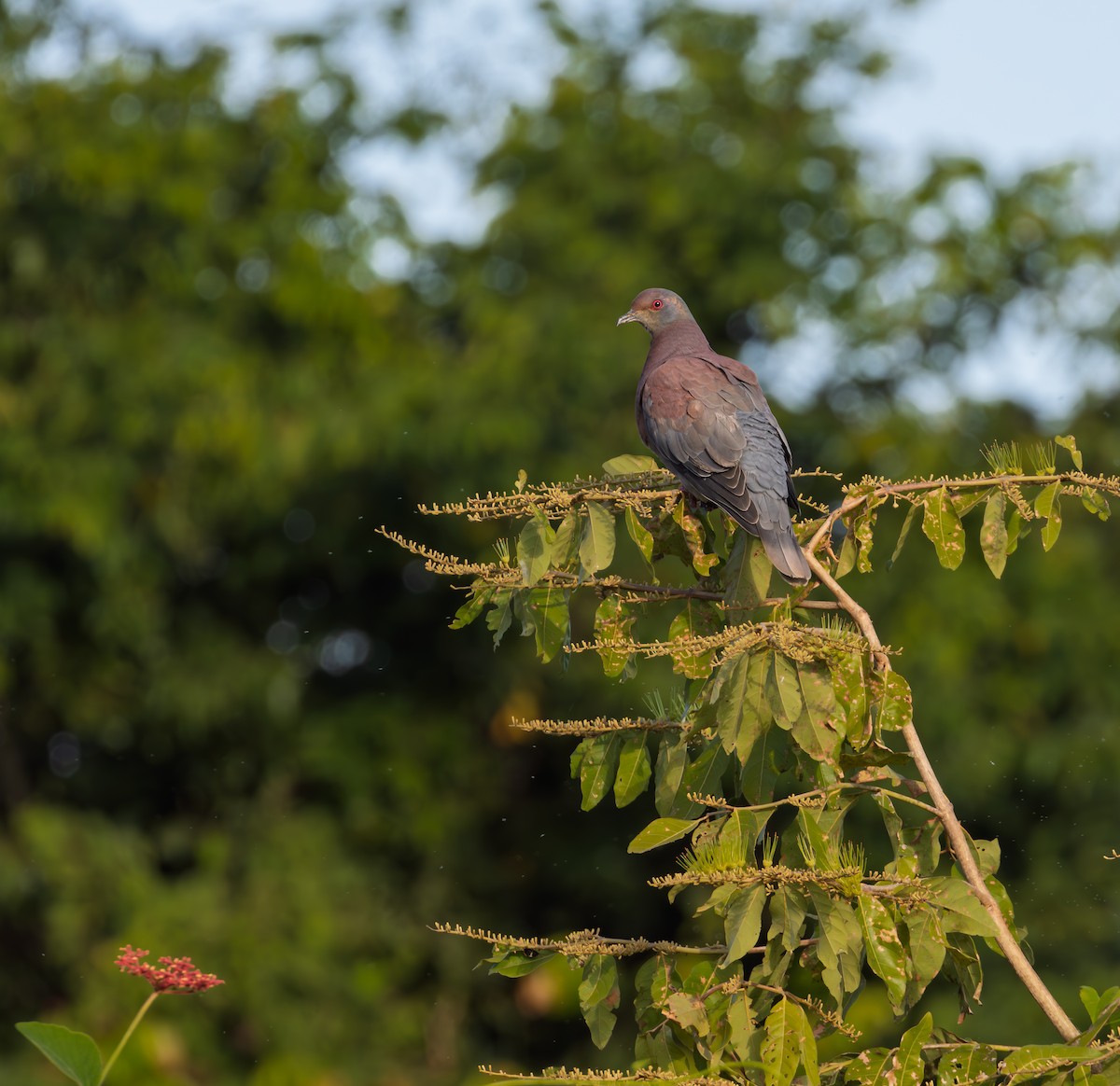 Pale-vented Pigeon - ML638285344