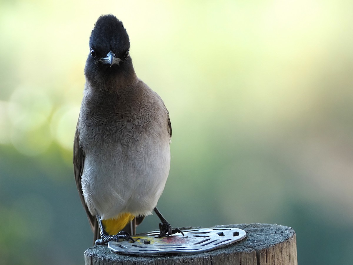 Common Bulbul - ML638285358