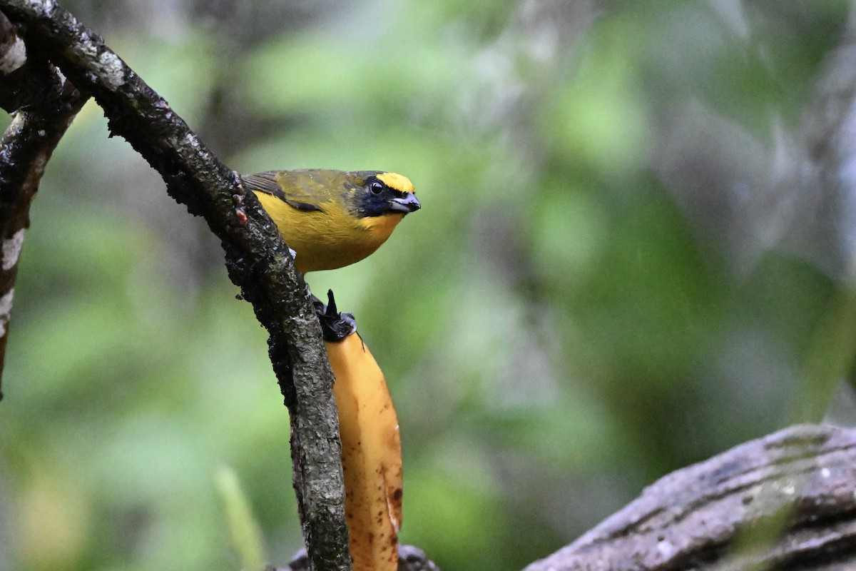 Purple-throated Euphonia - ML638285359