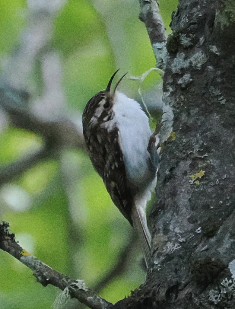 Eurasian Treecreeper - ML638285382