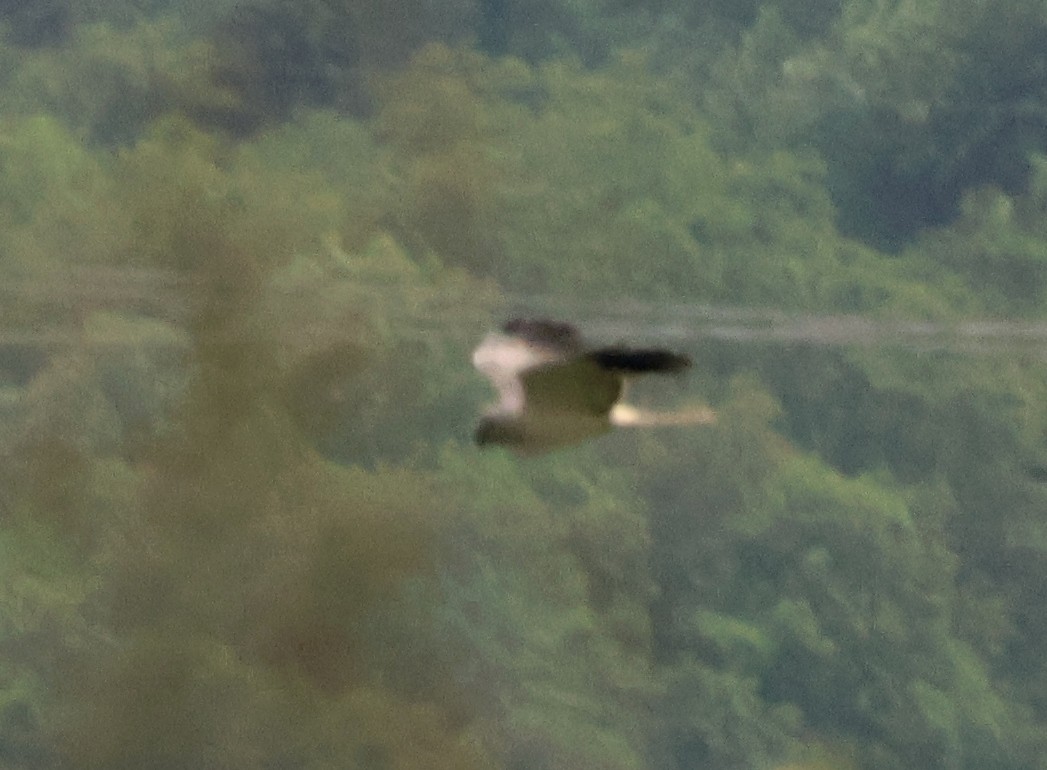 moták pilich - ML638285384