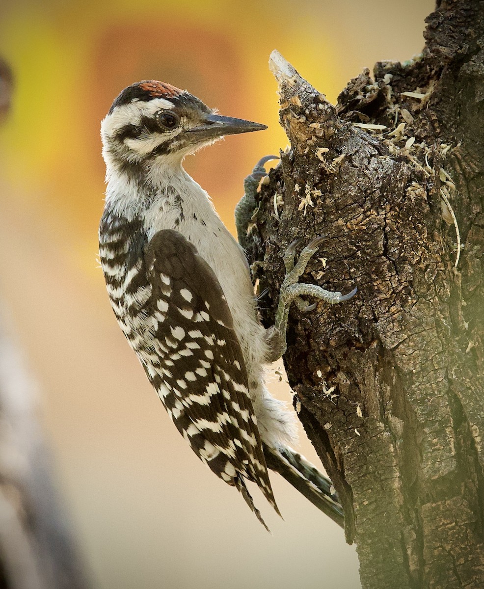 Ladder-backed Woodpecker - ML638285395