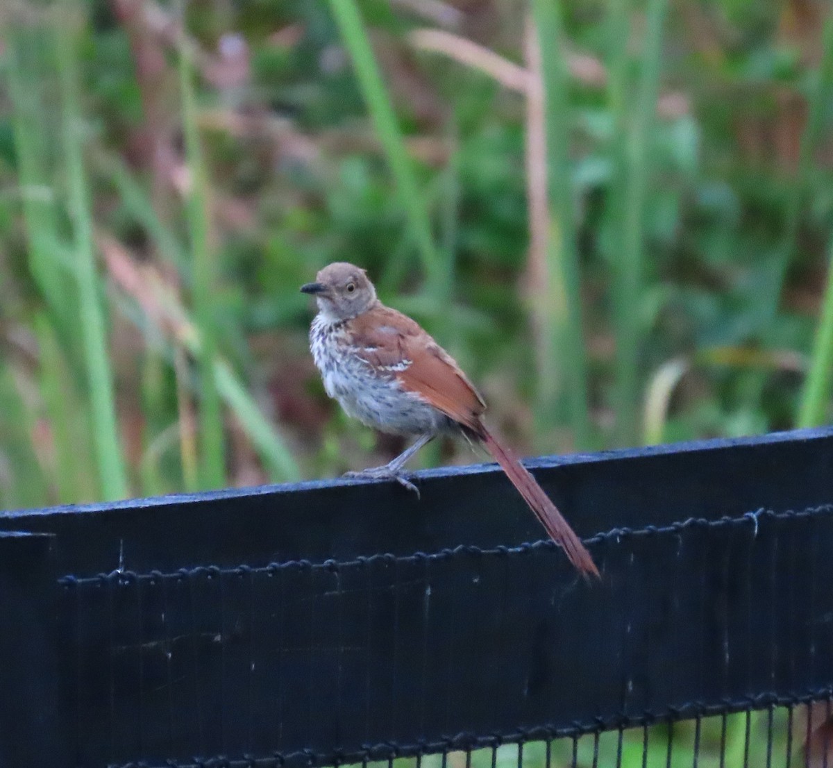 Brown Thrasher - ML638285401