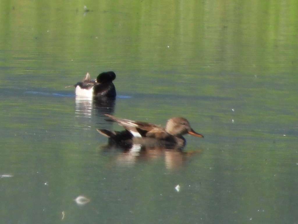 Ring-necked Duck - ML638285407