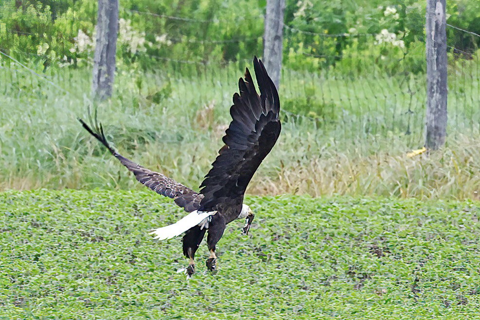 Weißkopf-Seeadler - ML638285408