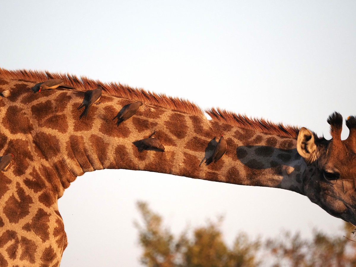 Red-billed Oxpecker - ML638285409