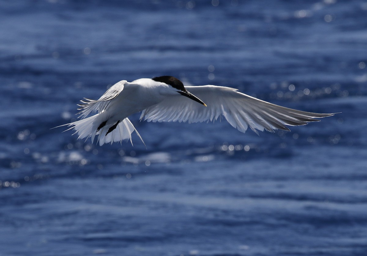 Sandwich Tern - ML638285411