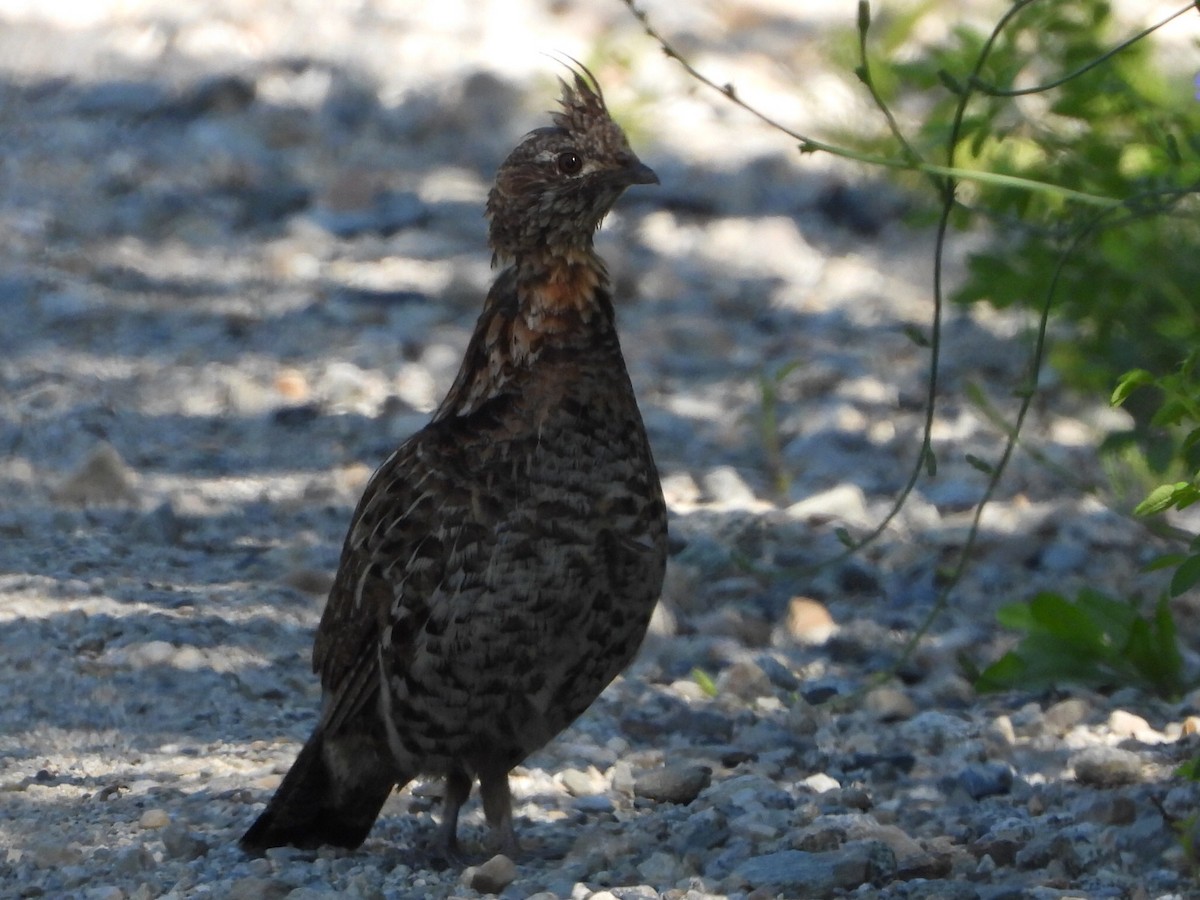 Ruffed Grouse - ML638285414