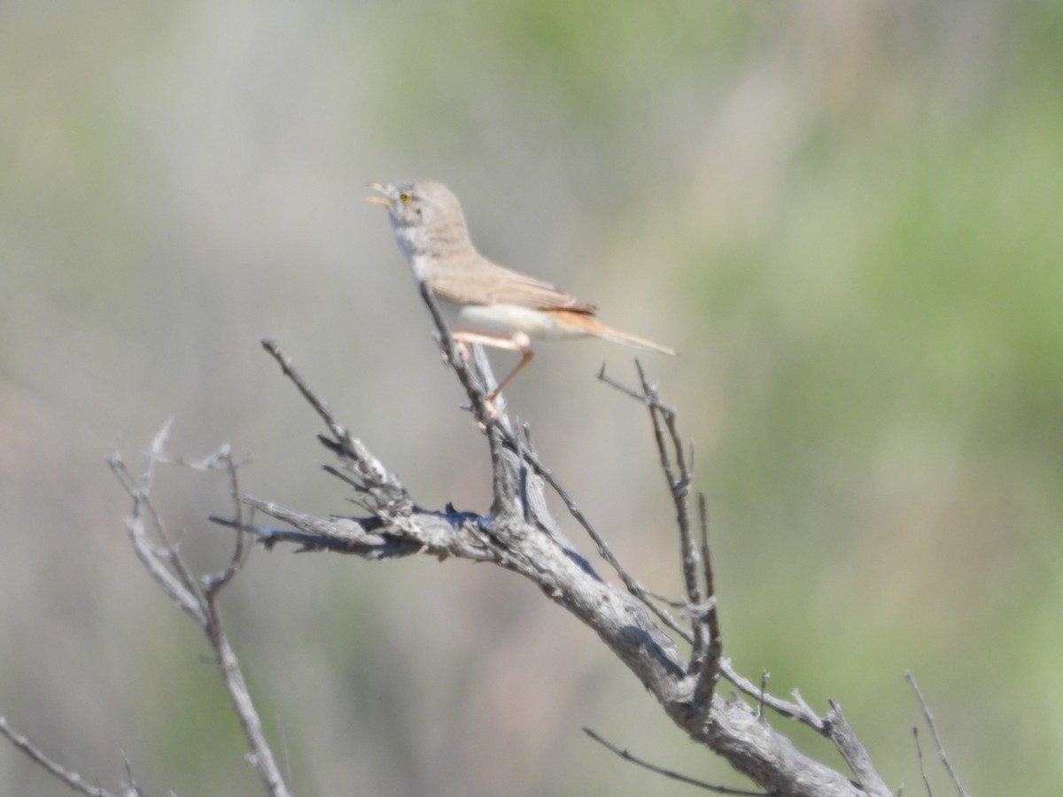 Asian Desert Warbler - ML638285416