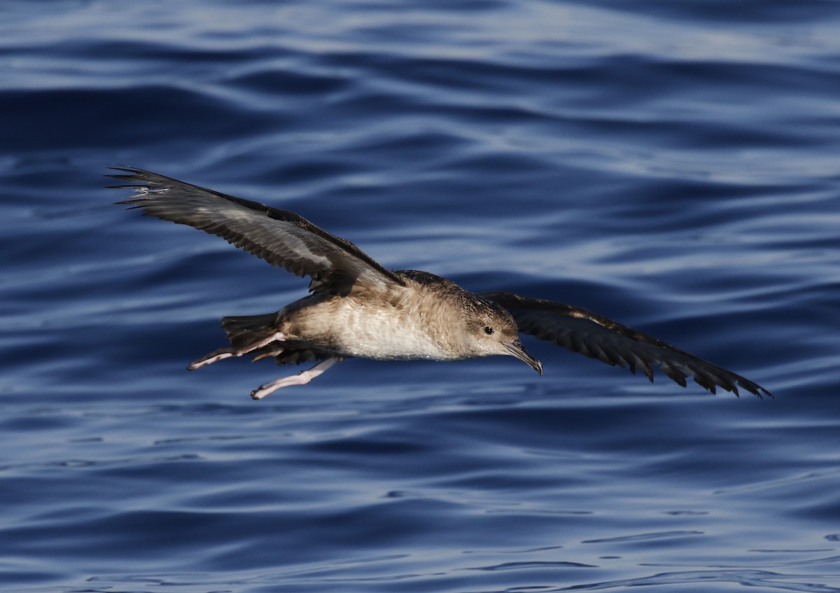 Balearic Shearwater - ML638285419