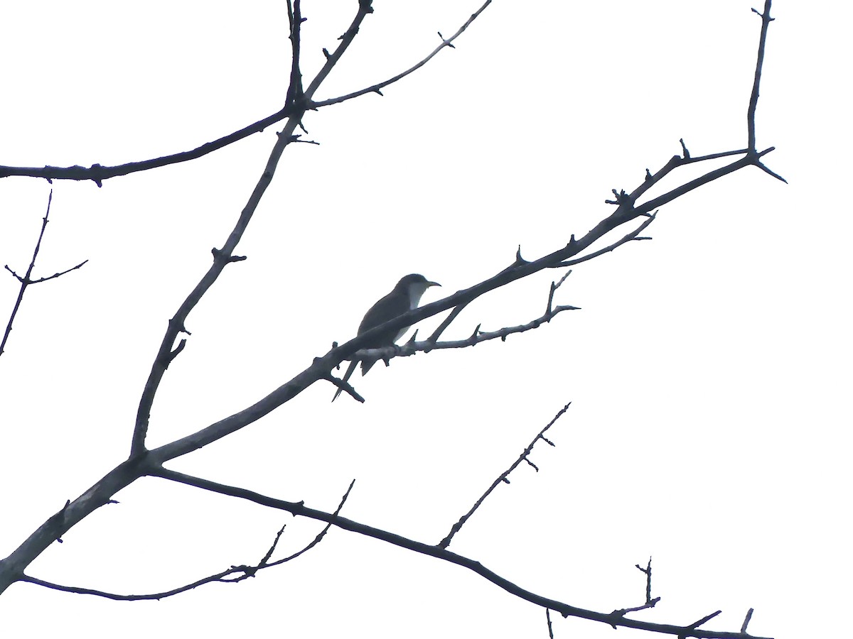 Yellow-billed Cuckoo - ML638285420
