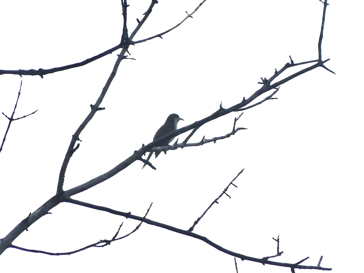 Yellow-billed Cuckoo - ML638285421