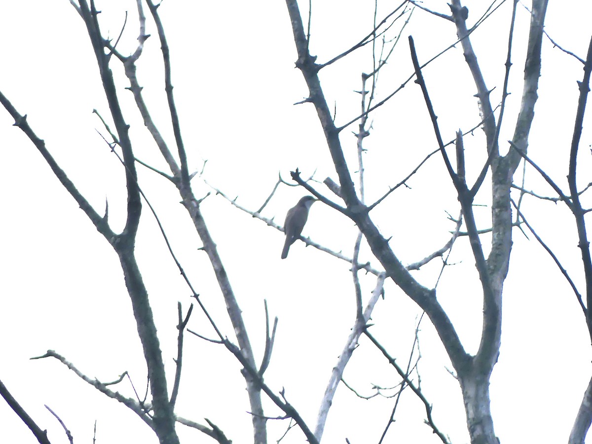 Yellow-billed Cuckoo - ML638285422