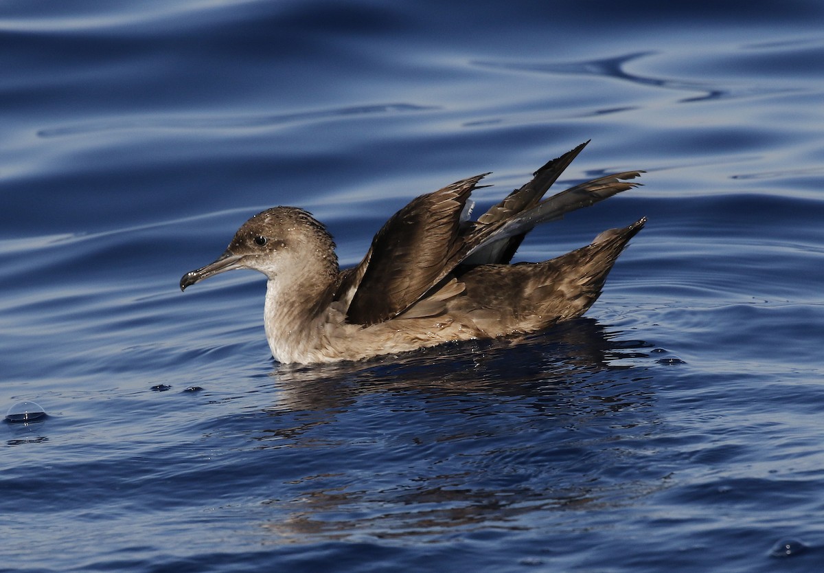 Balearic Shearwater - ML638285424
