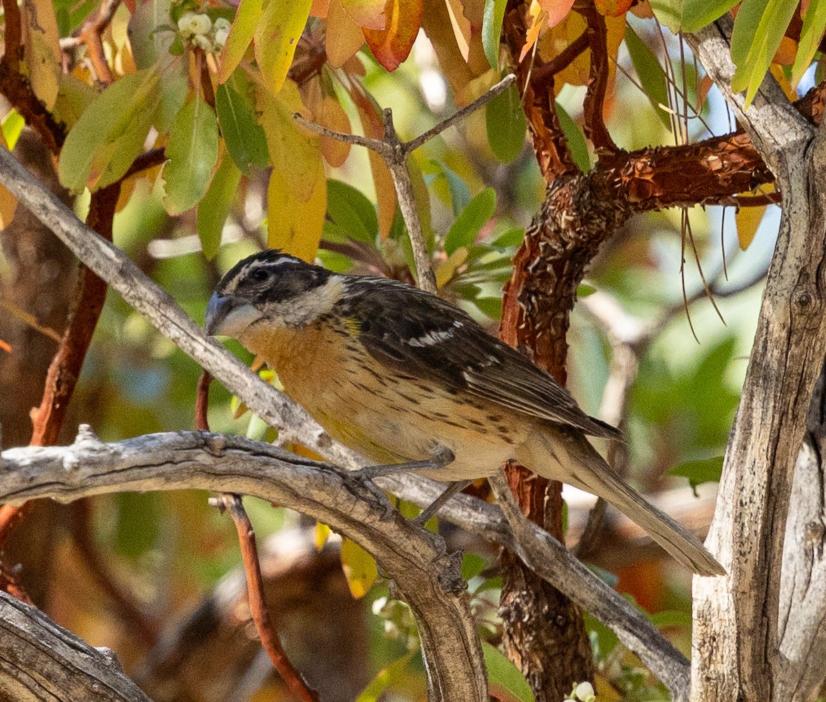 Black-headed Grosbeak - ML638285425