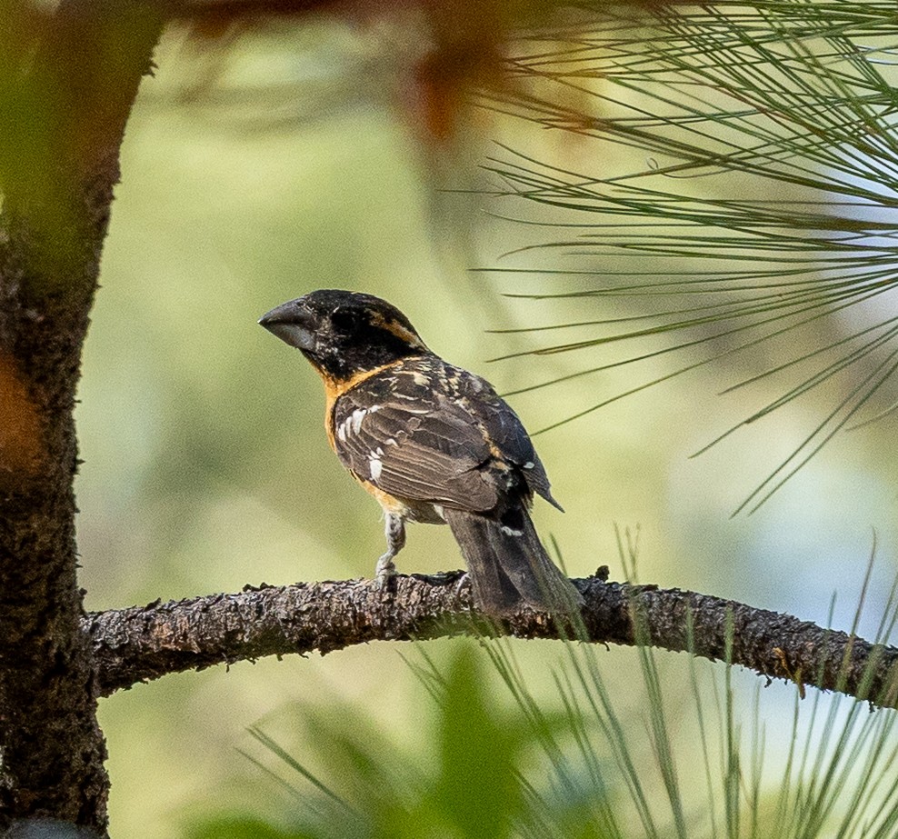 Black-headed Grosbeak - ML638285426