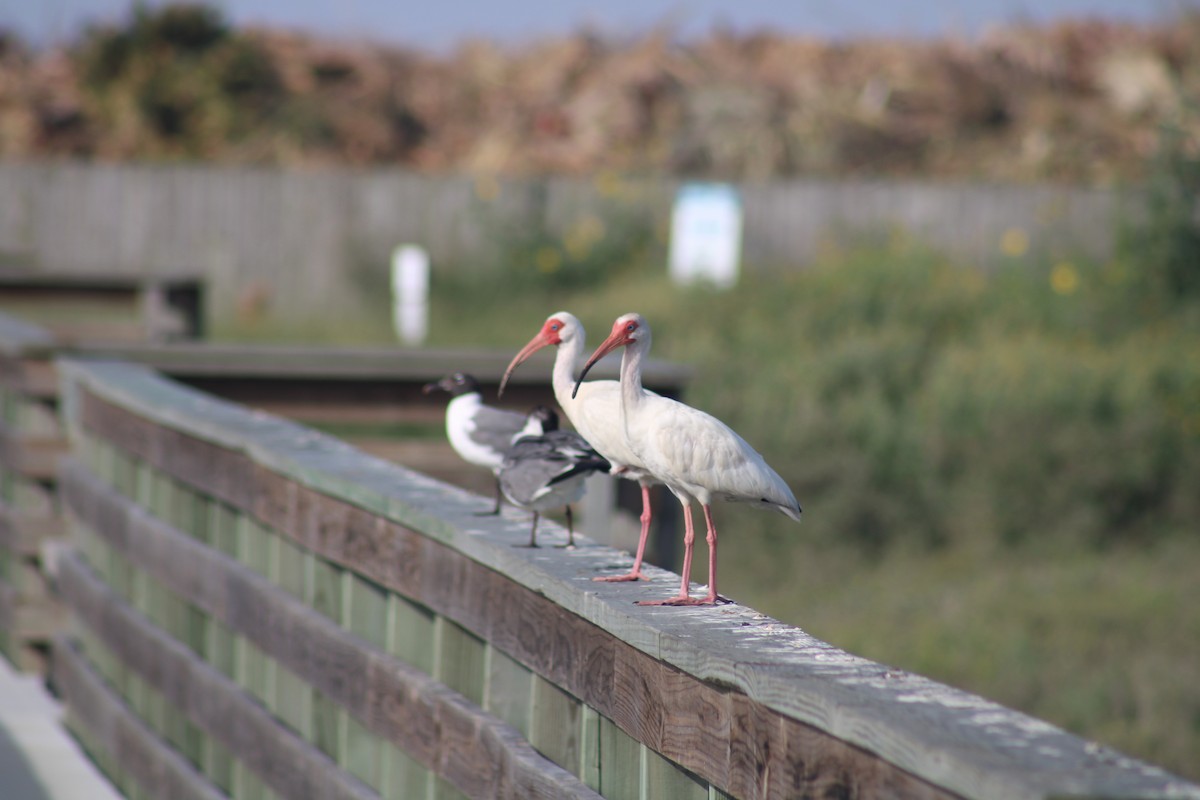 ibis bílý - ML638285429