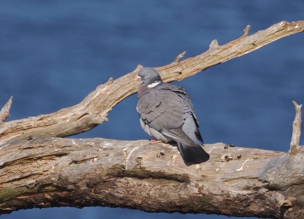 Common Wood-Pigeon - ML638285432