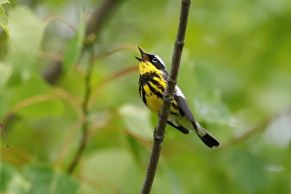 Magnolia Warbler - ML638285433