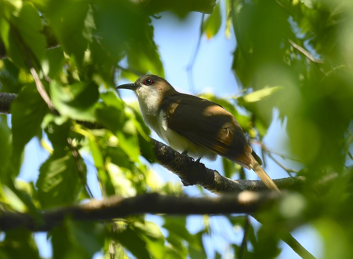 Black-billed Cuckoo - ML638285436