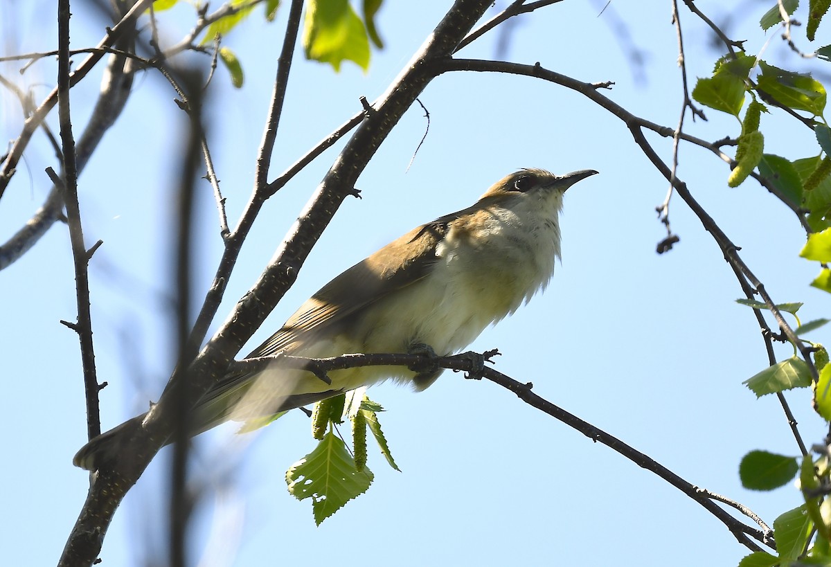 Black-billed Cuckoo - ML638285437