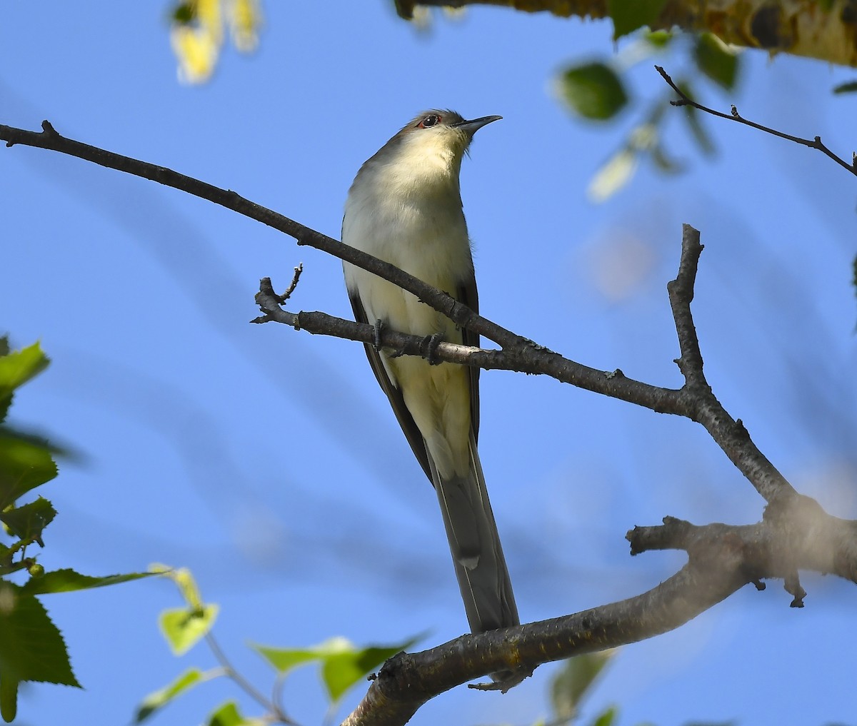 Black-billed Cuckoo - ML638285438