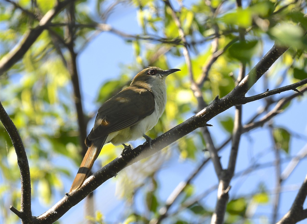 Black-billed Cuckoo - ML638285439