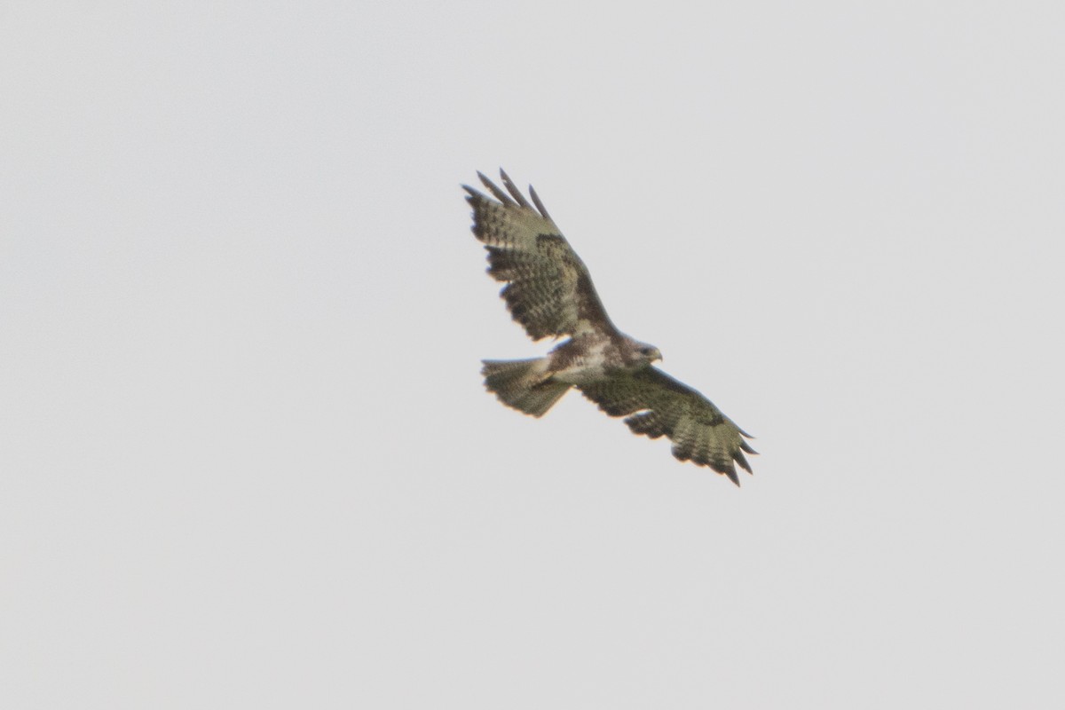 Common Buzzard - ML638285440