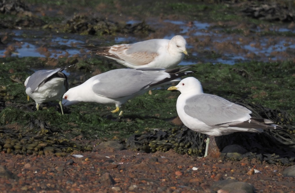 Common Gull (European) - ML638285447