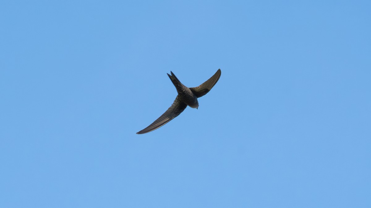 Pallid Swift - ML638285450