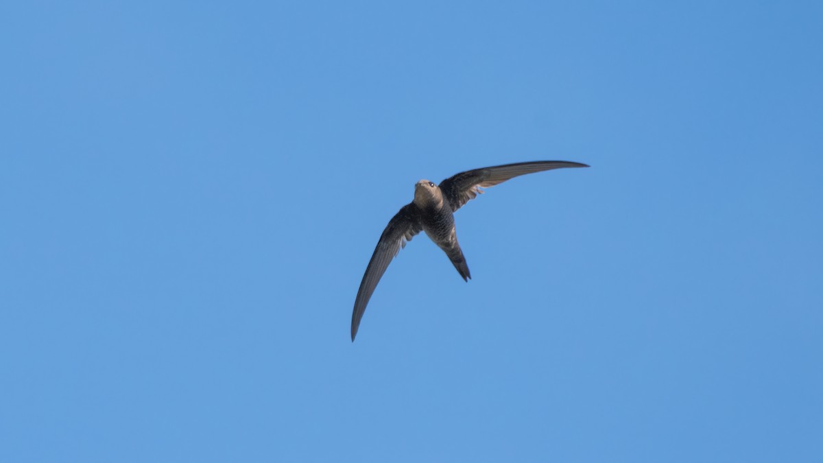 Pallid Swift - ML638285452