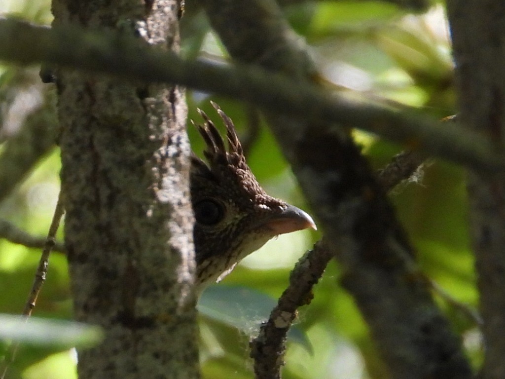 Ruffed Grouse - ML638285461