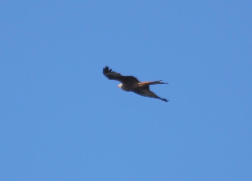 Red Kite (Red) - ML638285467