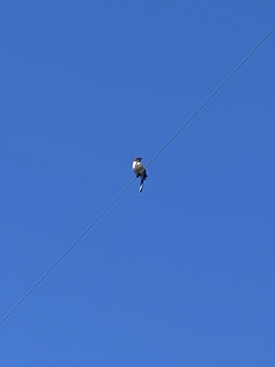 California Scrub-Jay - ML638285468