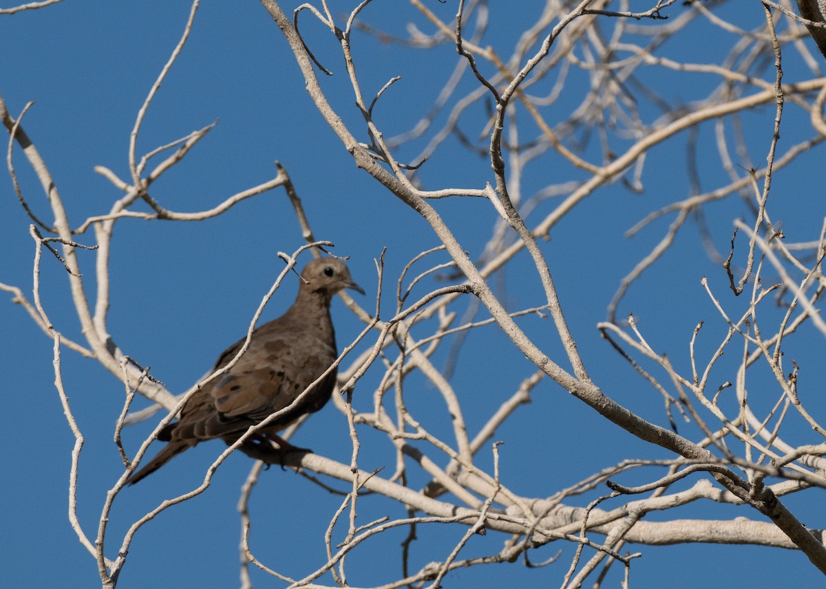 Mourning Dove - ML638285478