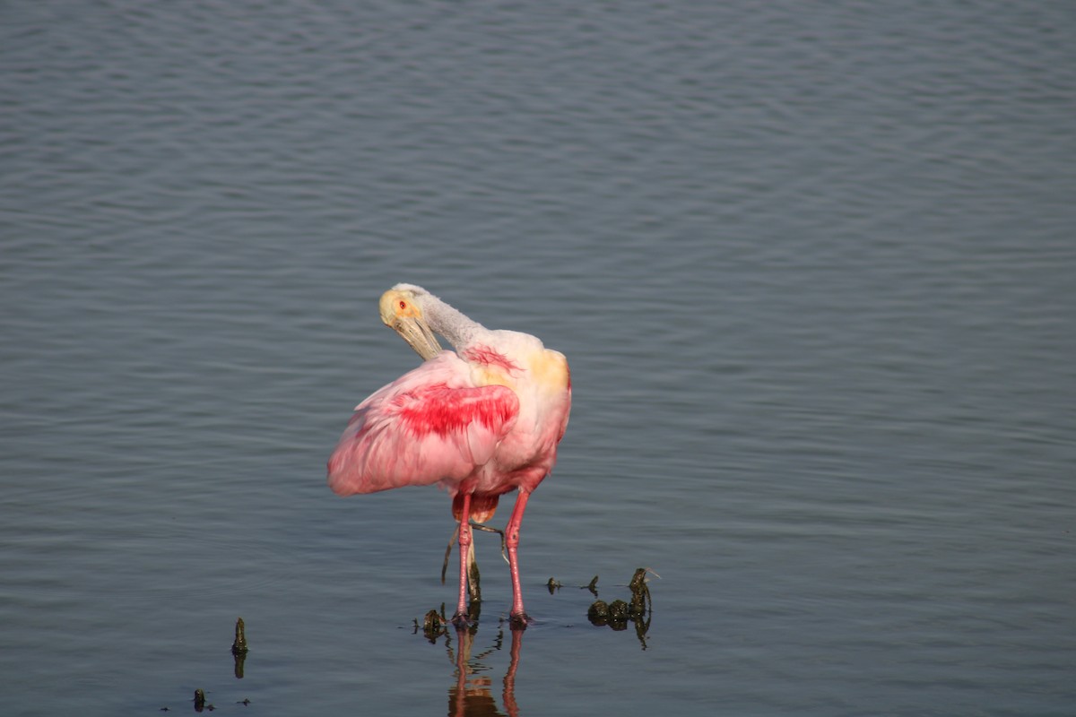 Roseate Spoonbill - ML638285481