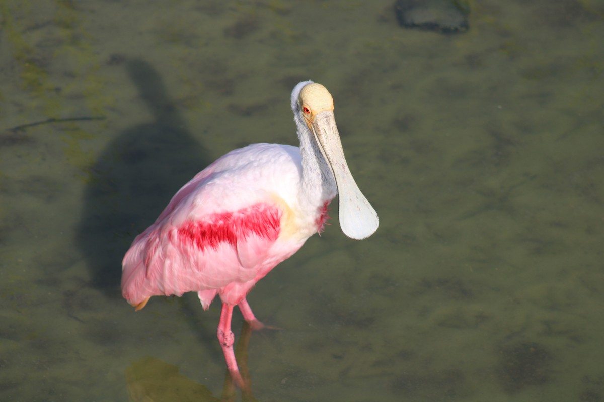 Roseate Spoonbill - ML638285482