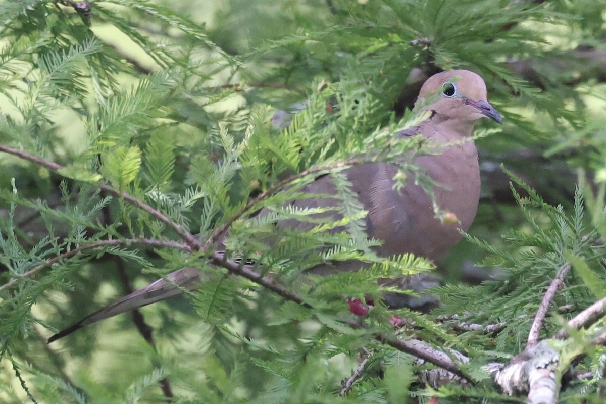 Mourning Dove - ML638285489