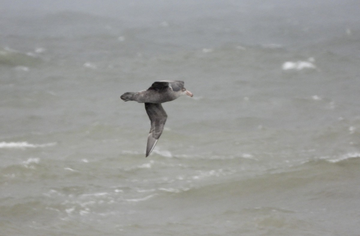 Northern Giant-Petrel - ML638285503