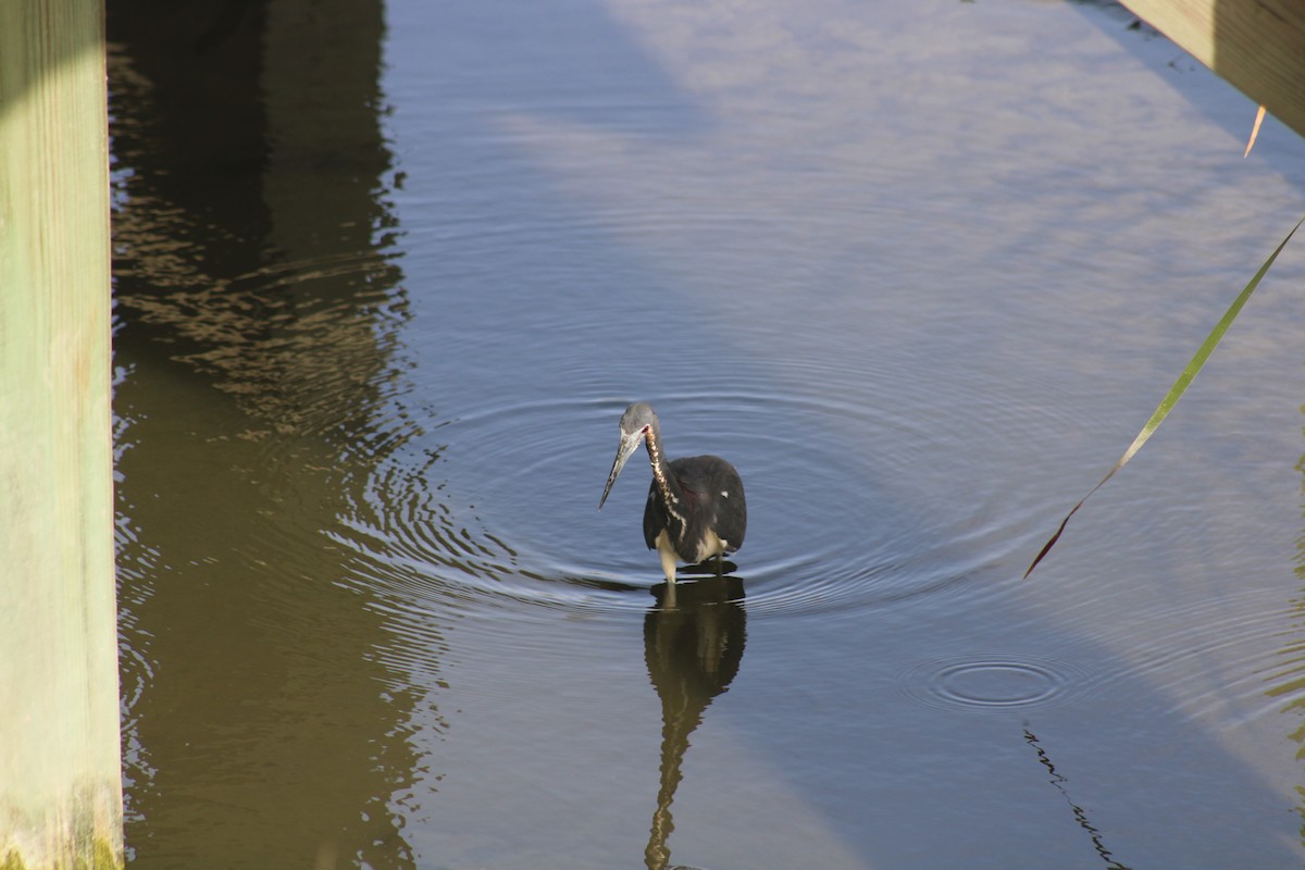 Tricolored Heron - ML638285515