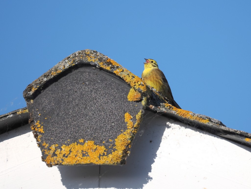 Bruant jaune - ML638285516
