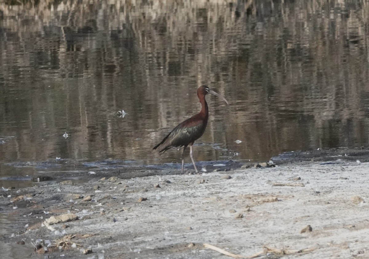 מגלן חום - ML638285517
