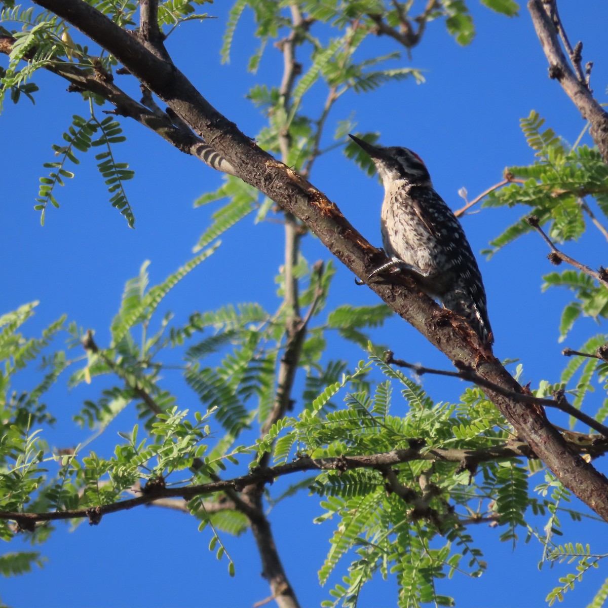 Ladder-backed Woodpecker - ML638285518
