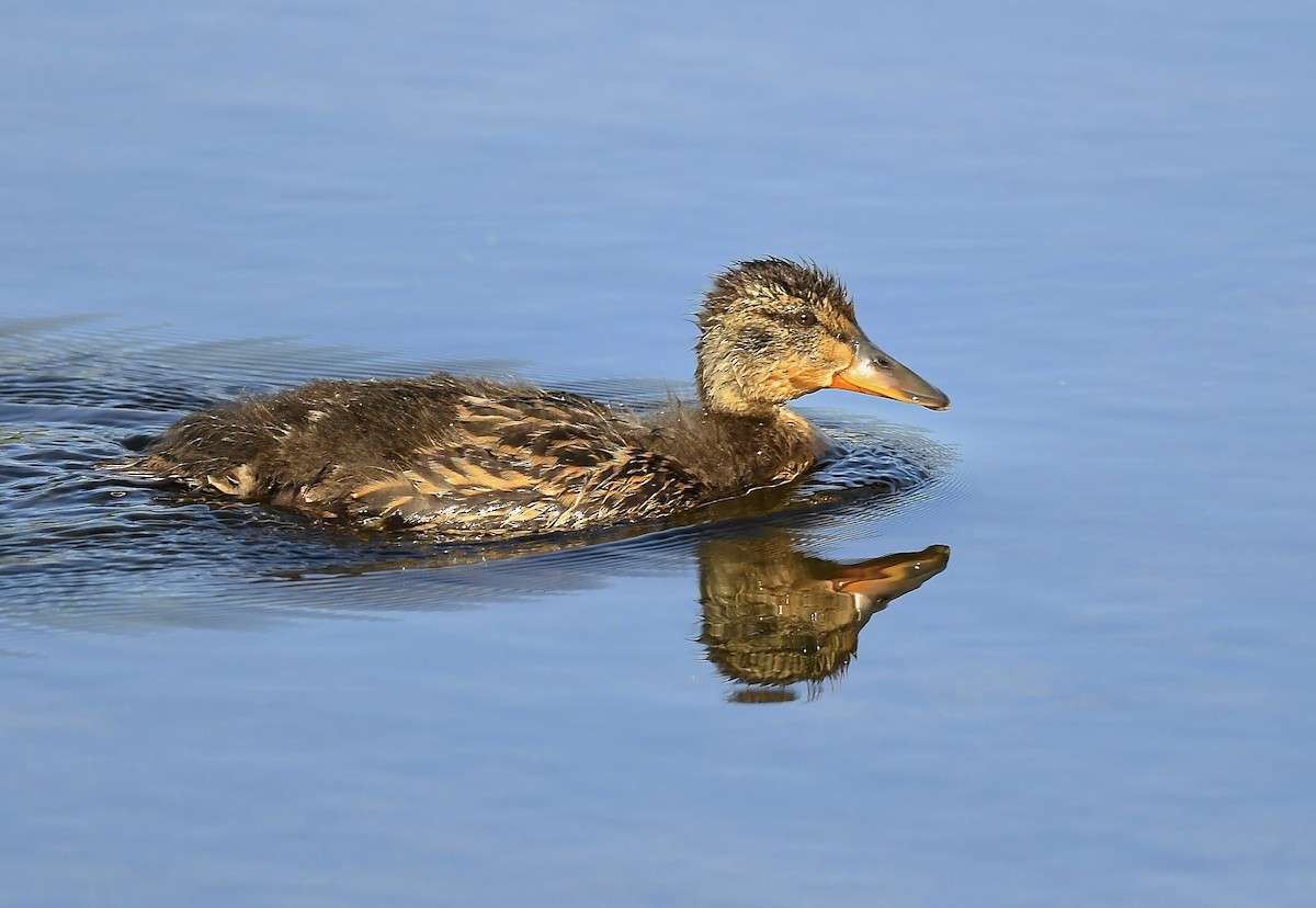 Mallard - ML638285538